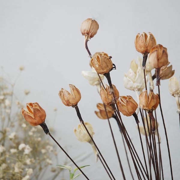 

природные шелухи счастливый цветок высушенный цветок сухофруктов букет цветочные клумбы цветочный фон съемки реквизит новые украшения