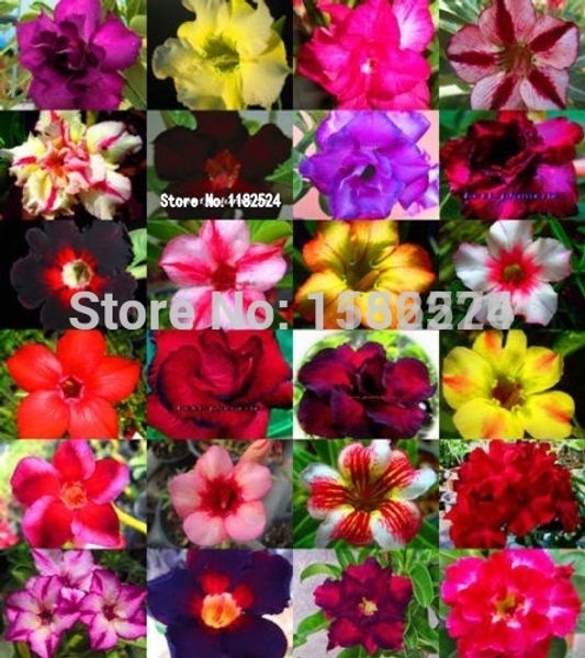 

20pcs 100% fresh real adenium obesum oo- desert rose flower f oosementes