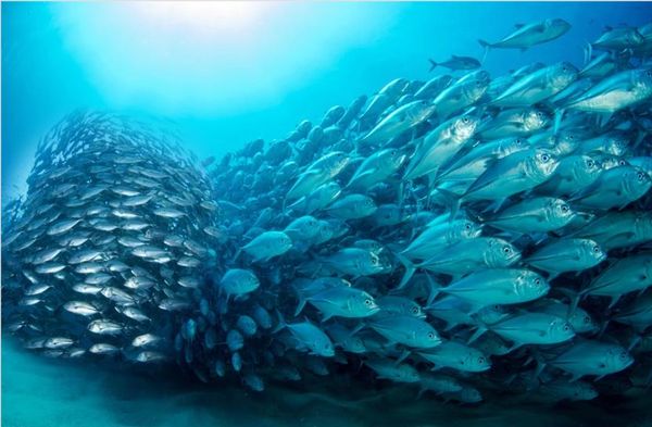 

wallpapers for living room blue wallpapers fish underwater world tv background wall