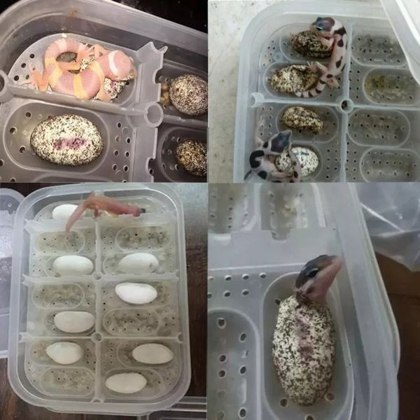 

reptile egg incubator 14 slots professional breeding tray transparent cover for lizard snake gecko eggs hatcher hatching box reptile supplie