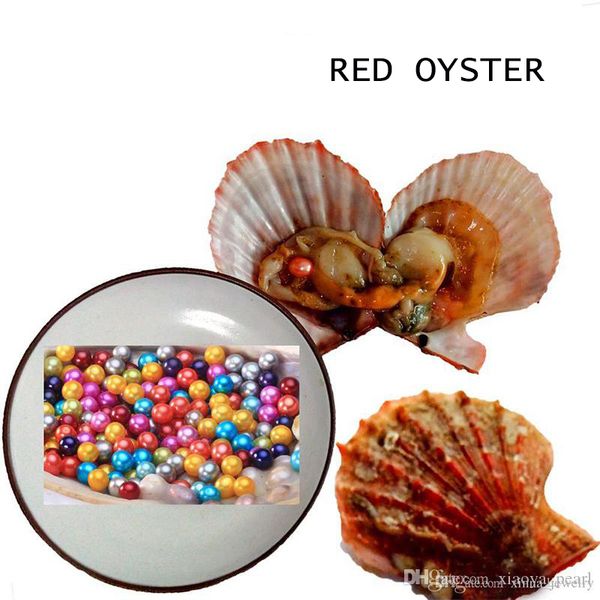 

akoya pearl oyster 2020 round 6-8mm 25 mix colors seawater natural cultured in fresh oyster pearl mussel farm supply red shell, White