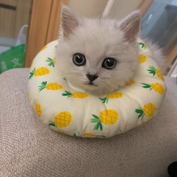 

2019 new pet cotton elizabeth protective recovery cat dog collar for preventing licking wound, small pillow collar for dogs