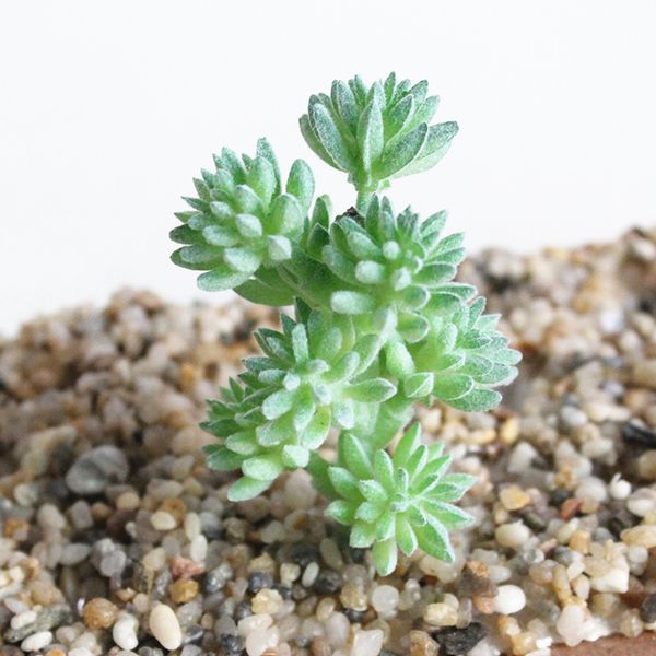 

artifical succulent plant cactus echeveria flower home shop school decor green*1
