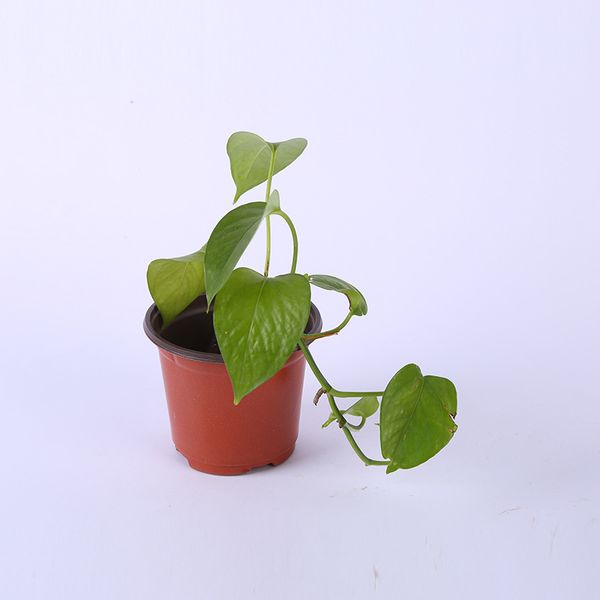 

double-color succulent flower pots plastic pp seeding garden planters green plant
