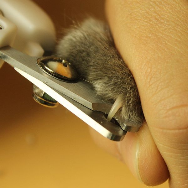 

professional pet cat dog nail clipper cutter stainless steel grooming scissors clippers claw nail scissors with lock 2 size