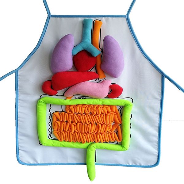 

new children anatomy apron human body organs awareness preschool science home school teaching aids educational insights toys