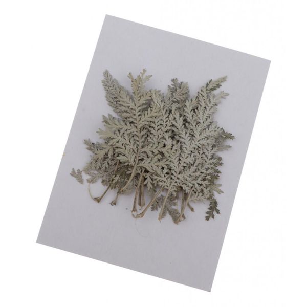 

12pcs natural /dyed real pressed artemisia leaf dried flowers