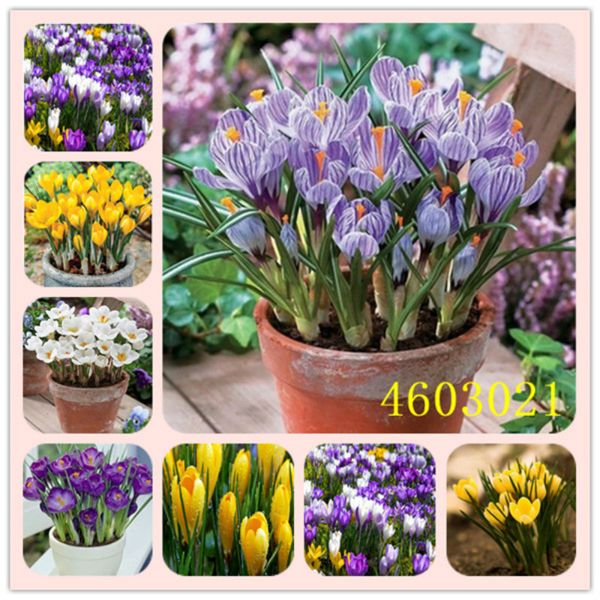 

2020 100 pcs saffron plants crocus seeds, flowers potted gift flower pot for home garden plant