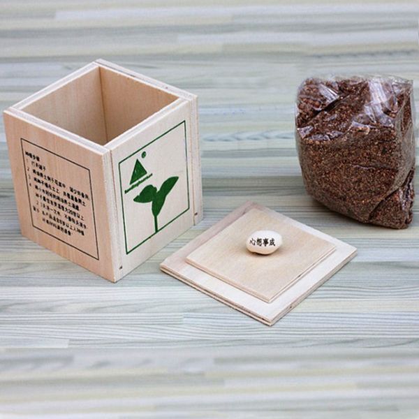 

деревянные мини бонсай волшебное bean семенной desktop бонсай растения