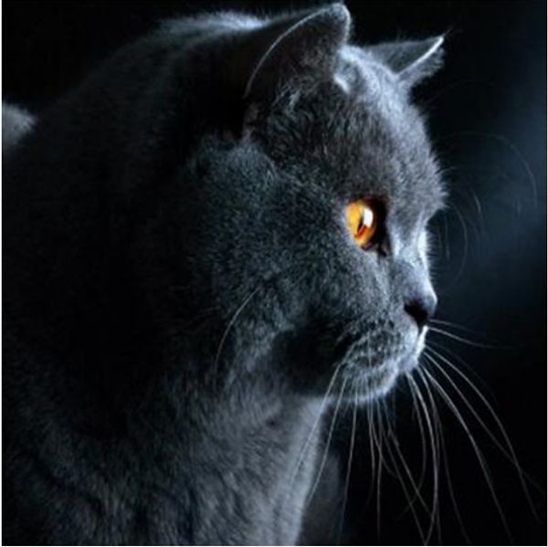 

full square/round drill 5d diy diamond painting kits "cat" cross stitch mosaic home decor crafts art experience toys gift a0830