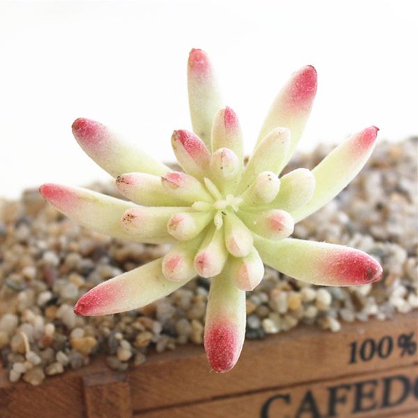 

mini simulation plastic succulent plant cactus echeveria yard garden home decor