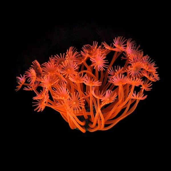 

coral artificiel fish tank aquarium plants aquarium decoration 4cm