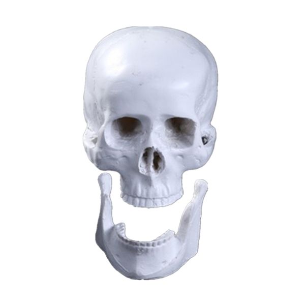 

realistic replica human skull resin skull skeleton head for home decor white