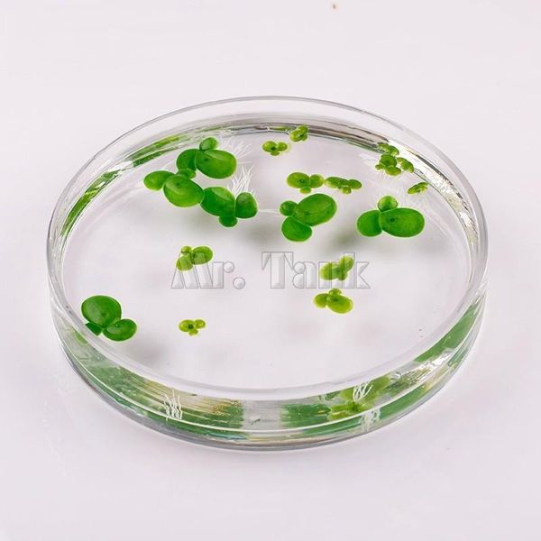 

мистер танк высокое моделирование аквариум плавающие ряски растения аквариум украшения искусственные пластиковые ряски