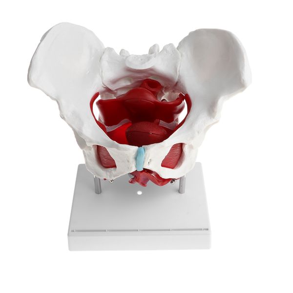 

female pelvis model with ligaments muscles and organs | pelvis skeleton model | human anatomical models