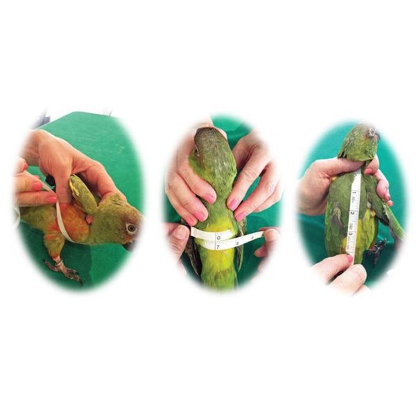 

pet пеленки леђий одежда дл пи parrot