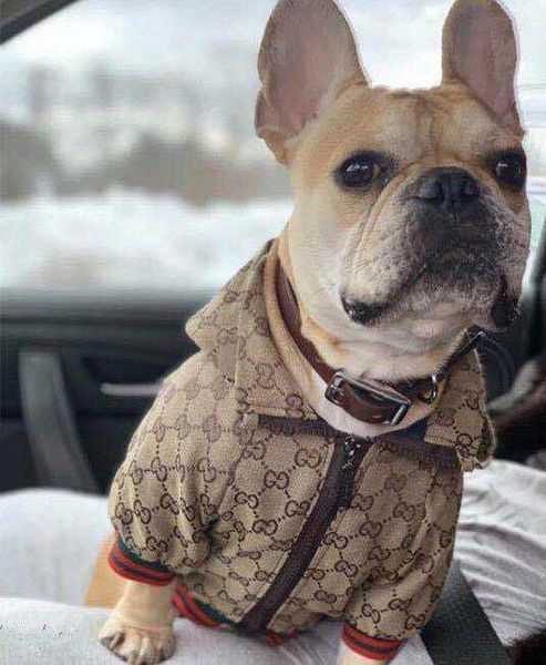 

an embroidery pet clothing jacket trend fashion law fighting clothes ins explosion dog jackets clothes pet dog clothes sweater collars