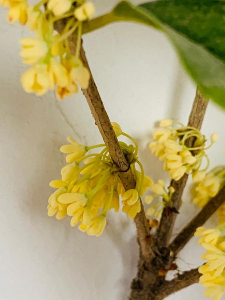 

5pcs dried/fresh natural osmanthus bunch fragrans branch home decor branch