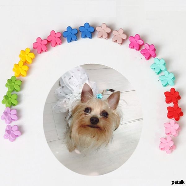 mini dog accessories