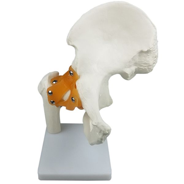 

life size hip joint model human anatomy model kids learning tools