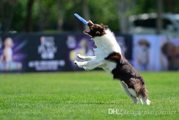 

силиконовые открытый летающие диски домашних собак принести игрушка собака летающий диск зуб упорная обучение игрушка