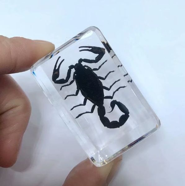 

discount sale creative so 3 cool specimen books tools home decorative gift, Silver