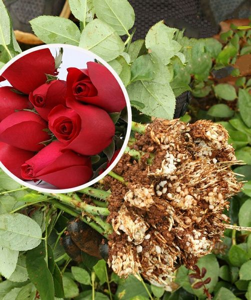 

Chinese four season red rose seedlings, Carola fresh cut flowers, large flowers, rose seedlings, roses