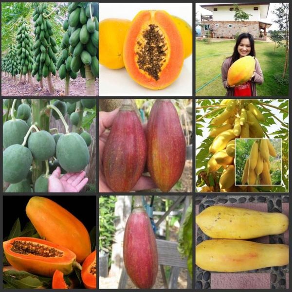 

50pcs local farmer super sweet papaya fruit tree sementes real organic semillas