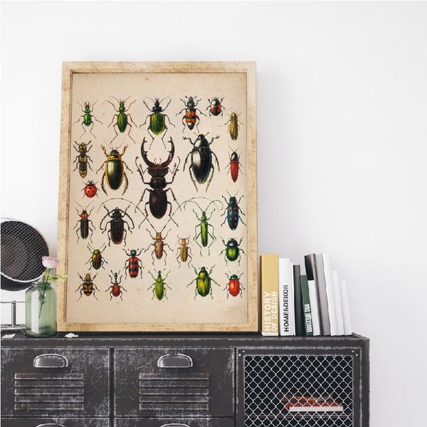 

beetle collection vintage poster and print insect antique illustration wall art canvas painting picture living room home decor