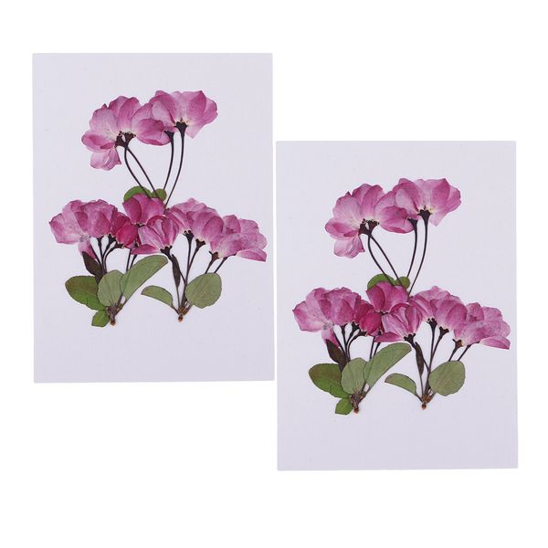 Acheter 6 Morceau Pressé Véritable Fleur Sakura Fleur Séchée Pour La Fabrication De Bijoux Bricolage Casting De Résine Ornement Artisanat De 342 Du