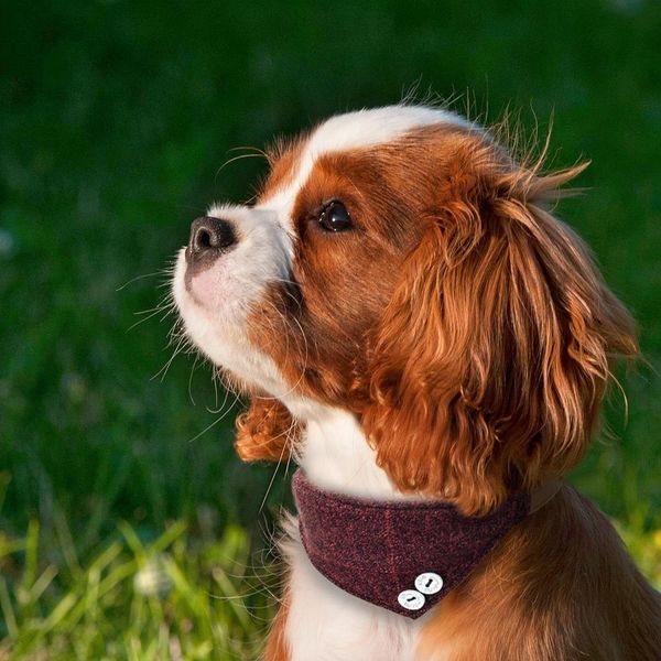 

dog collar leather pet bandana scarf british style cat dog collars for small dog puppy bandage bib accessories for chihuahua