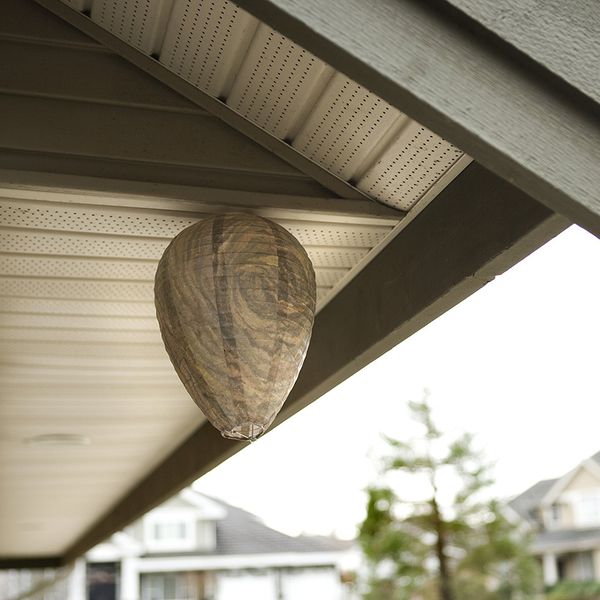 

сад supples pest trap bee насекомых fly trap non toxic on-tree висячие имитация wasp nest эффективный отпугиватель насекомых убийца