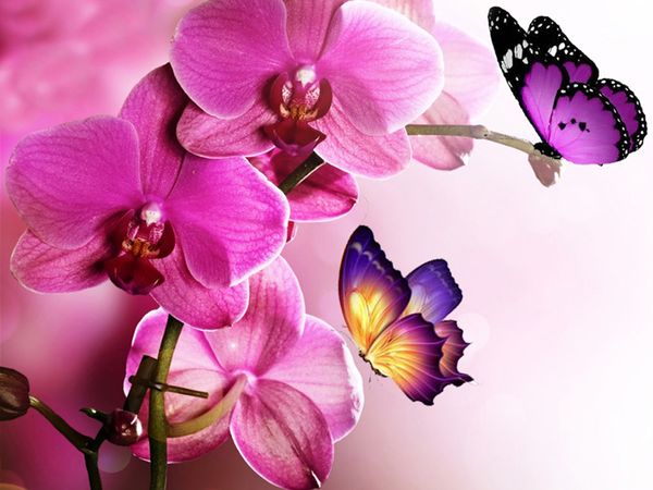 

k011 flower butterfly orchid diy 5d diamond painting cross stitch mosaic diamond embroidery sewing pattern rhinestone home decor gifts