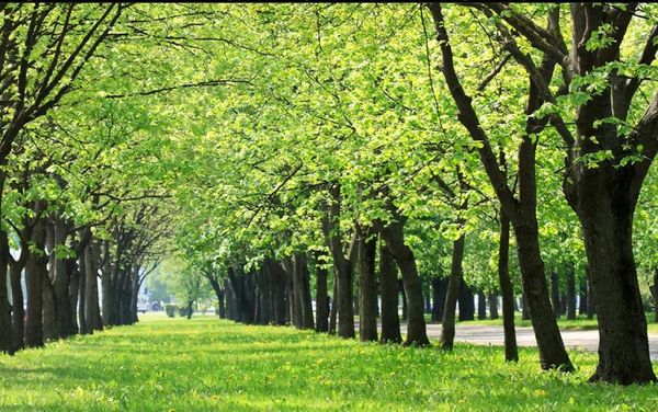 

3d ландшафт фон настенной живописи фреска 3d обои 3d стены обои для тв фона