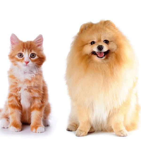 

100pcs pet wipes for dogs cats ear eye cleaning