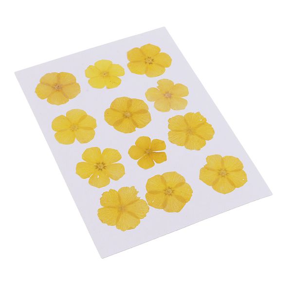 

12x pressed dried flowers real amaranthus for arts crafts scrapbooking decor