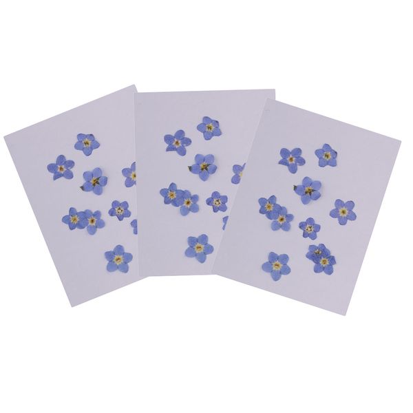 

30pcs pressed real dried flower forget-me-not for nail art accessories diy