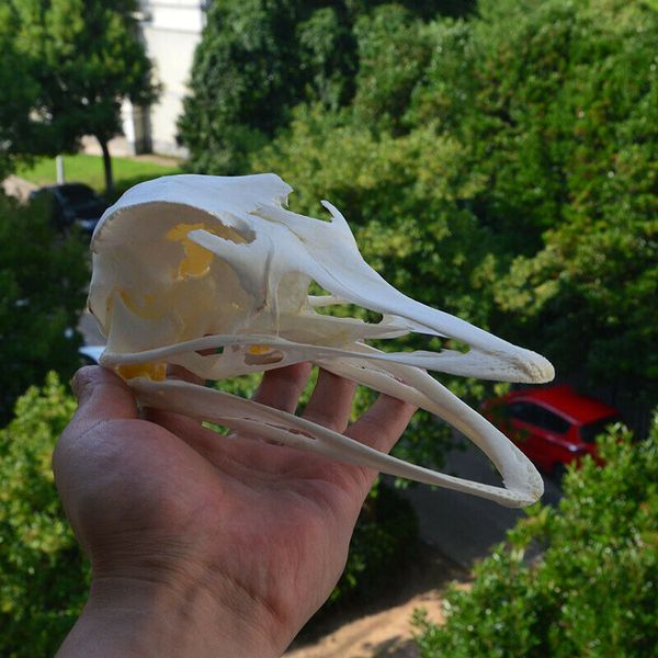 

ostrich skull specimens collection gift animal skull size 19*9.5*8cm