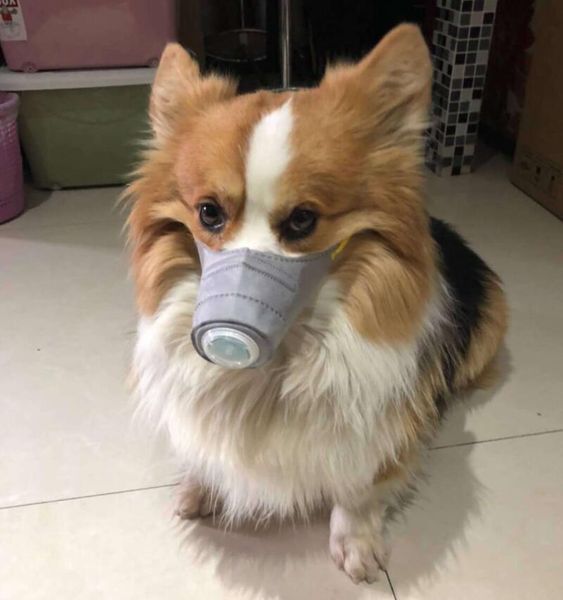 

manufacturers wholesale pet mask dogs go out breathing dust mouth cover new respirator anti-smog mouth cover