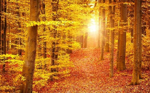 

custom any size p warm color forest wall wallpaper for walls 3 d for living room