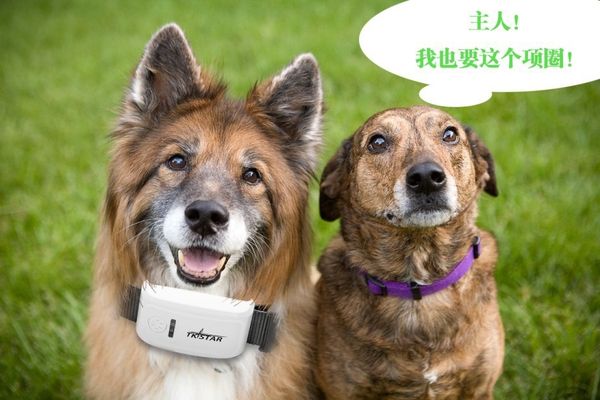 

100%original tkstar tk909 pet dog gps gsm gprs tracker locator gps tracking device with collar for dog cat web app tracking other pet s