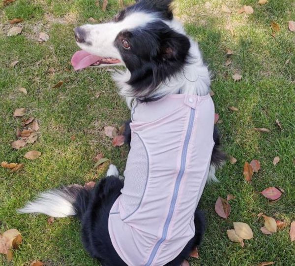 

2020 new spring/summer thin dog clothing reflective anti-wool sunscreen breathable mesh pet clothing pet clothing xs-2xl size 3 colors
