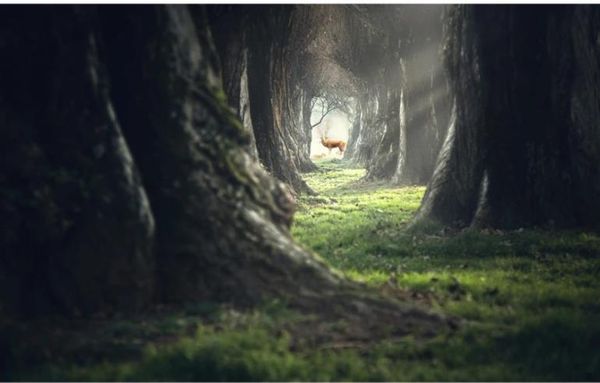 

обои дл ен 3 d дл гоиной forest абѬакного пейзажа она ена зеленй