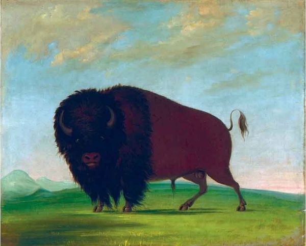 

25-090# animal buffalo bull, grazing on the prairie framed & unframed home decor handcrafts /hd print oil painting on canvas wall art canvas