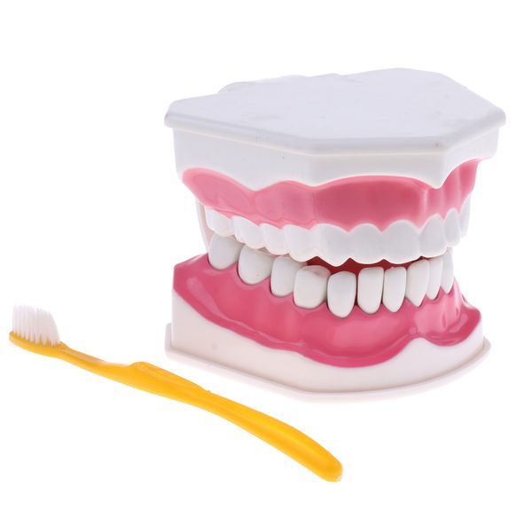 

2x large human teeth model with toothbrush teeth teaching tools