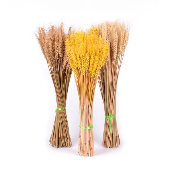 

100pcs decorative dried wheat artificial flower grain bouquet of dried wheat decor natural plant wedding decoration pgraphy