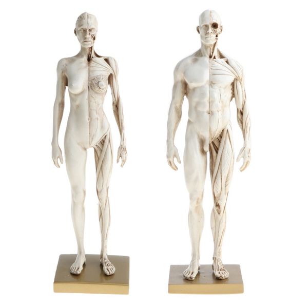 

2pcs 30cm human body muscle structure male female anatomical model for school teaching tool learning display lab supplies