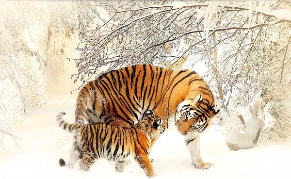 

wdbh 3d wallpaper custom p snow mountain forest tiger tv background living room home decor 3d wall muals wall paper for walls 3 d