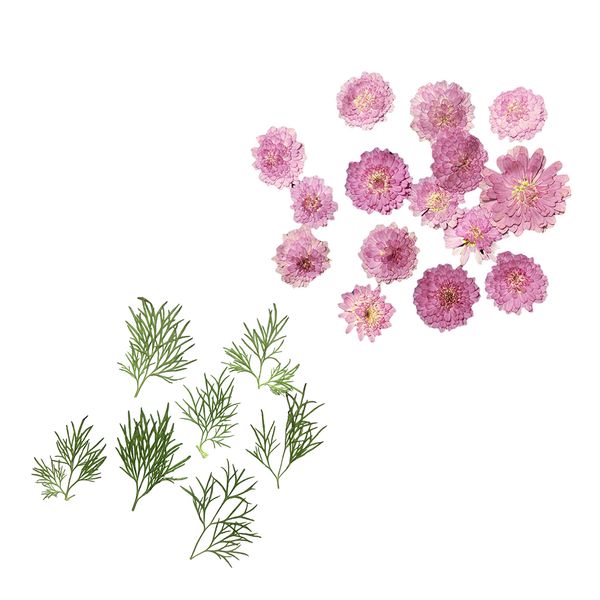 

set 20pcs pressed dried flower leaf for jewelry phone case greeting card diy