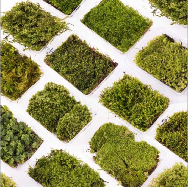 

moss and bryophyte used in micro landscape potted landscape decoration simulation platform moss pavement decoration